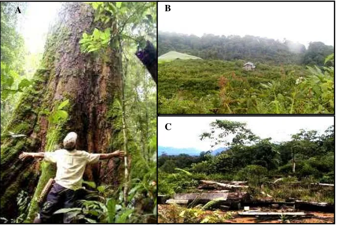 Gambar 12  Tipe hutan di lokasi penelitian: hutan primer (A), hutan bekas ladang (B)  dan hutan bekas tebangan (C)