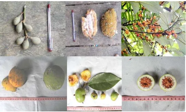Gambar 14  Buah yang dikonsumsi ungko di TN Batang Gadis (dari kiri ke kanan): langsat hutan, torop/cempedak, gumbot laut, gitan, asam kandis, dan gumbot besar