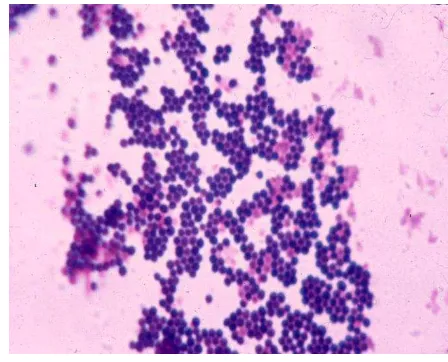 Gambar 1. Staphylococcus aureus dengan pewarnaan Gram 