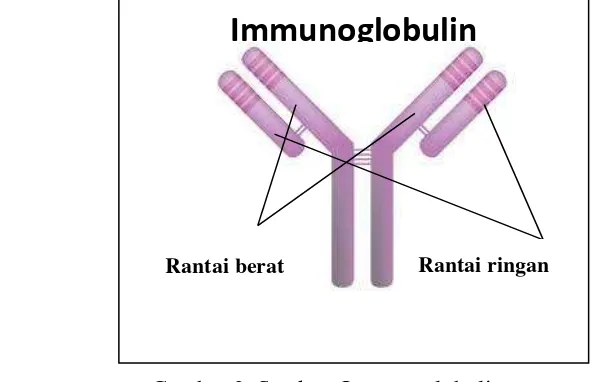 Gambar 3. Struktur Immunoglobulin  