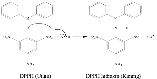Gambar 1. Reaksi Radikal DPPH dengan Antioksidan (Windono et al., 2001). 