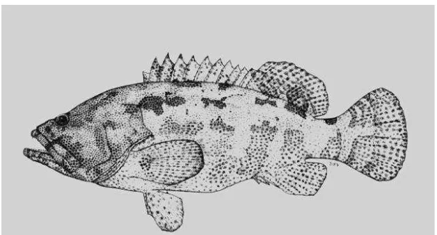 Gambar 2. Ikan kerapu macan (Ephinephelus fuscoguttatus) 
