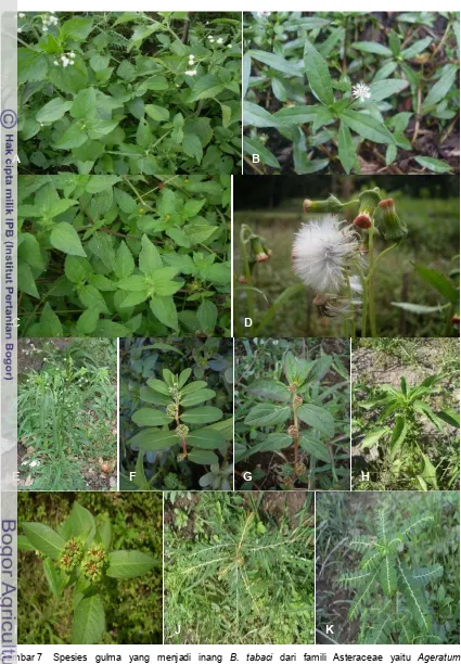 Gambar�7�� Spesies� gulma� yang� menjadi� inang� !�� ������� dari� famili� Asteraceae� yaitu� �������������������,� �������� ���������,� ����������� ���������,� ��������������� �����������,� dan����������������������(A�sampai�E).�Tujuh�spesies�inang�!���������dari�famili�Euphorbiaceae�yaitu� ���������� �������������,� ��� �����,� �������� �������������,� ��� ����������,� �������������������,�dan�����������(F�sampai�K).��