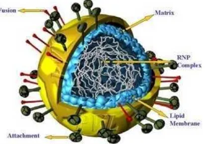 Gambar 1. Virus Newcastle Disease dan bagian-bagiannya. (Sumber: Anonimus  