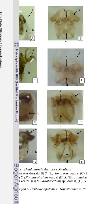 Gambar Lampiran; Head capsule dari larva Simulium 