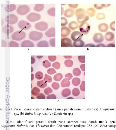 Gambar 1 Parasit darah dalam eritrosit (anak panah menunjukkan (a) Anaplasma  