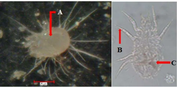 Gambar 3 Morfologi  Dermathopagoides pteronyssinus (tampak vetral) 