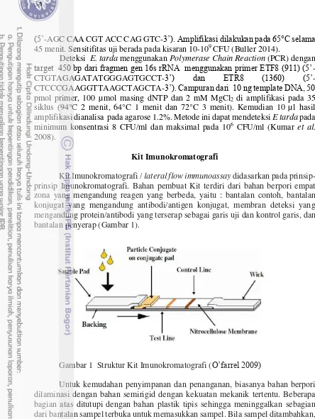 Gambar 1  Struktur Kit Imunokromatografi (O’farrel 2009) 