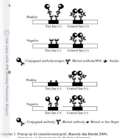 Gambar 2  Prinsip uji kit imunokromatografi (Rasooly dan Herold 2009) 