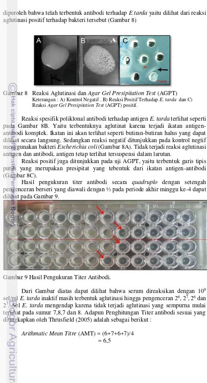 Gambar 8  Reaksi Aglutinasi dan Agar Gel Presipitation Test (AGPT)   