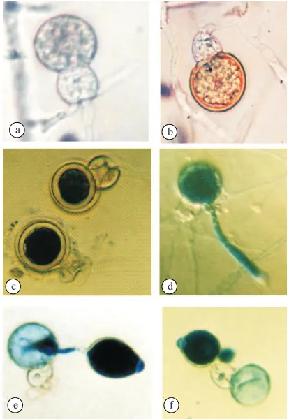 Table 1 Incubation treatment for the germination of oospores ofP. capsici
