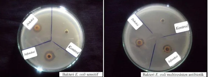 Gambar 1. Hasil uji antibakteri ekstrak kayu manis dengan cara yang berbeda terhadap bakteri Escherichia coli 
