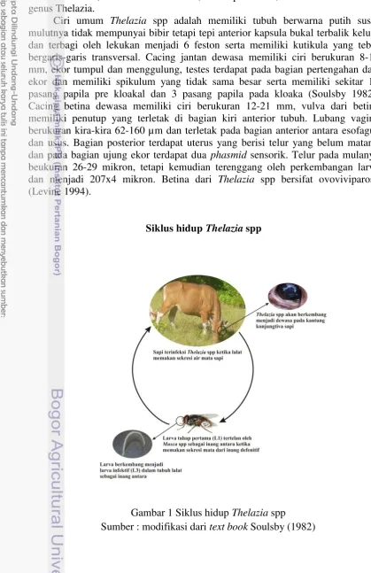 Gambar 1 Siklus hidup  