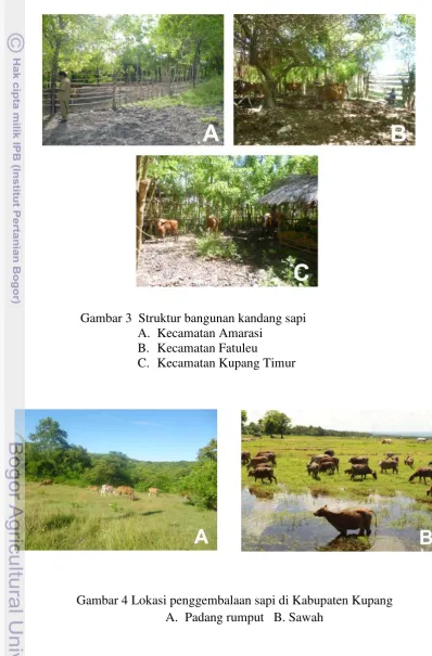 Gambar 3  Struktur bangunan kandang sapi 