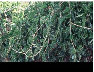 Gambar 1. Anredera cordifolia (Tenore) Steen 