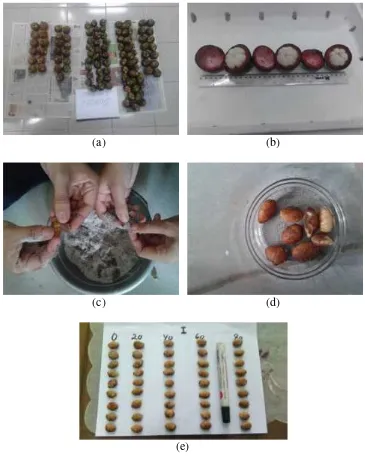 Gambar 5.  Penyiapan biji : (a) manggis yang digunakan, (b) manggis yang belumdibuang dagingnya, (c) biji manggis yang dibersihkan arinya, (d) bijiyang telah bersih, dan (e) biji manggis yang digunakan.