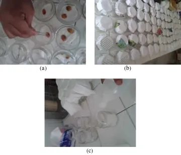 Gambar 8.  Penyemaian biji manggis: (a) biji manggis disemai pada kertas tissuebasah, (b) semaian biji manggis ditutup dengan kertas, dan (c) kertastissue dibasahi dengan aquades