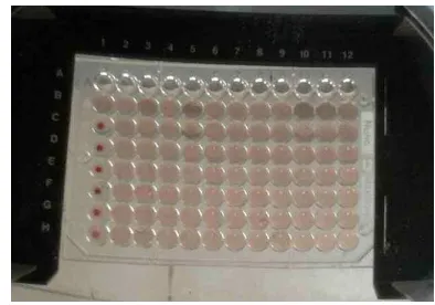 Gambar 5  Hasil complement fixation test  (CFT) , serum sampel 