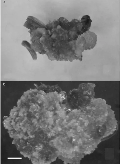 Figure 2. Somatic embryos and plantlet regenerated from anther cultureof S. formosa. a