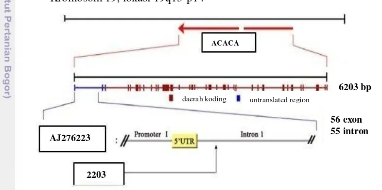 Gambar 2 Struktur gen ACACA pada rumpun sapi  Bos taurus (Shin et al. 2011) 