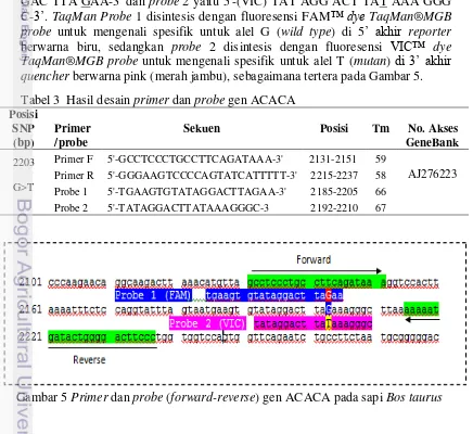 Tabel 3  Hasil desain primer dan probe gen ACACA 