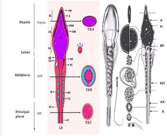 Gambar 1 Morfologi Spermatozoa (Schill 2006) 