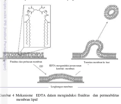 Gambar 4 Mekanisme  EDTA dalam menginduksi fluiditas  dan permeabilitas   