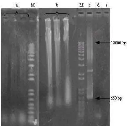 Figure 1. DNA extracted and the positive clones of E. coli BL21 starcontaining functional xylanase gene directly extracted