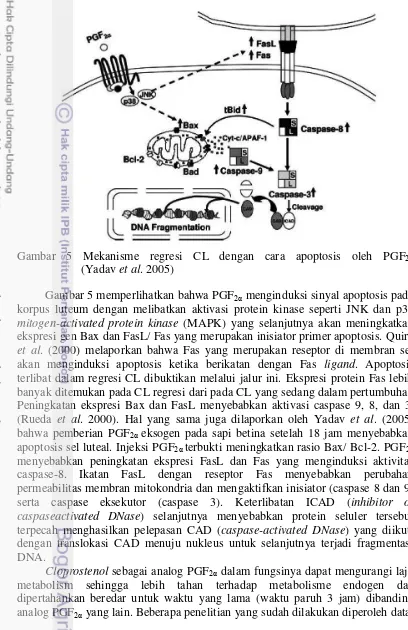 Gambar 5 Mekanisme regresi CL dengan cara apoptosis oleh PGF2α             