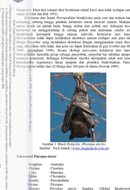 Gambar 1   Black flying-fox (Pteropus alecto).  