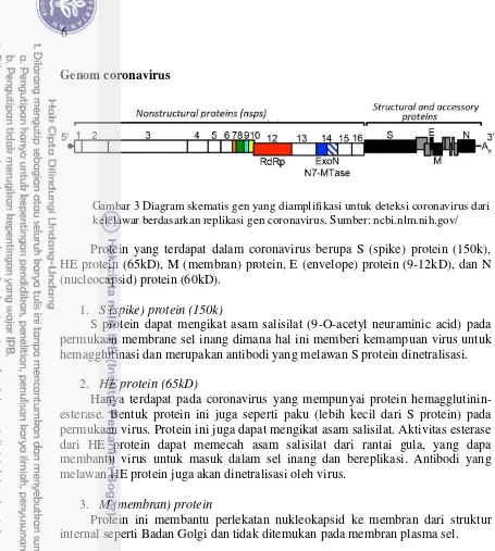 Gambar 3 Diagram skematis gen yang diamplifikasi untuk deteksi coronavirus dari 