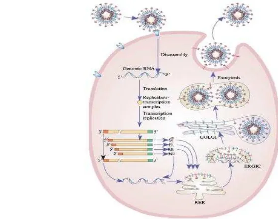 Gambar 4  Siklus hidup coronavirus ( Sumber: ncbi.nlm.nih.gov) 
