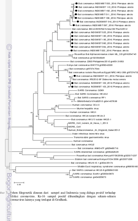 Gambar 7  Pohon filogenetik disusun dari  sampel asal Indonesia yang diduga positif terhadap 