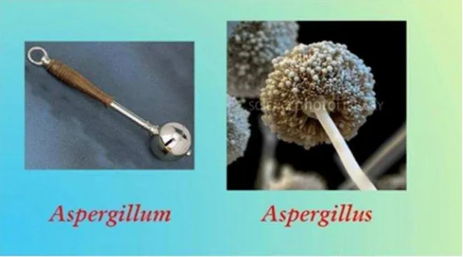 Gambar 1. Struktur jamur Aspergillus mirip dengan aspergillum(Sphenothalami, 2013).