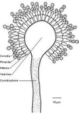 Gambar 2. Struktur jamur Aspergillus sp.(Bunemann & Williams, 2008).