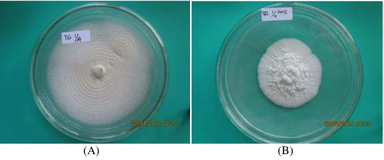 Gambar 3. Perbedaan bentuk koloni jamur umur 3 minggu di media PDA dalamcawan Petri berdiameter 9 cm (A) Isolat Tegineneng (B) IsolatTrimurjo.