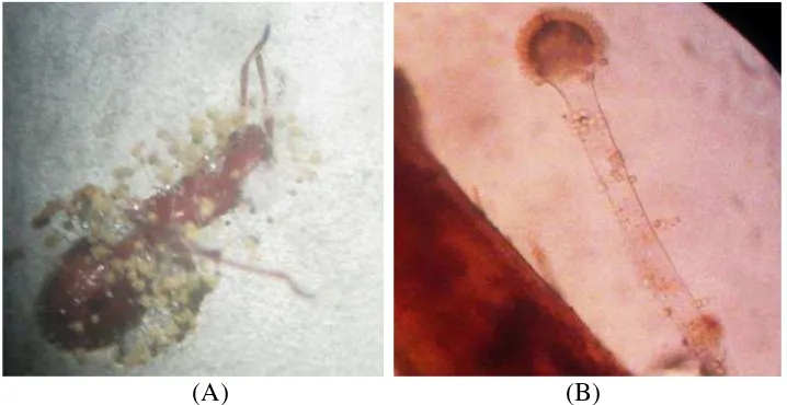 Gambar 6. Hasil pengamatan jamur pada cadaver R. linearis pada ujipendahuluan (A) Koloni jamur tumbuh pada cadaver (B) Strukturjamur dengan konidiofor dan vesikel.