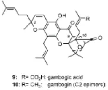 Gambar 1  Rumus bangun gambogic acid dan gambogin, salah satu kandungan resin pada getah kuning dari tanaman Garcinia hanburii         Sumber : Tisdale et