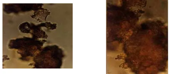 Gambar butiran (grain) gamboge ditampilkan pada Gambar 2. 