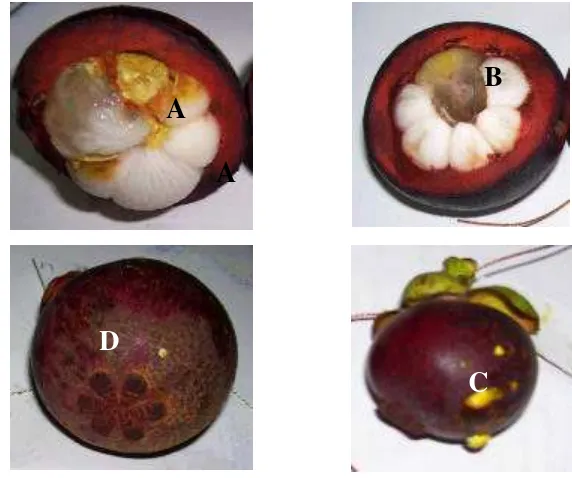 Gambar 7   Macam-macam kelainan pada buah manggis.  A. Getah kuning pada aril manggis