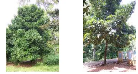 Gambar 9  Keragaan tanaman manggis di Cengal. Sebelah kiri manggis 