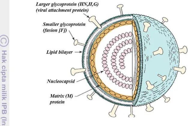 Gambar 1 Struktur Virus berdasarkan komposisi kelengkapan proteinnya. 