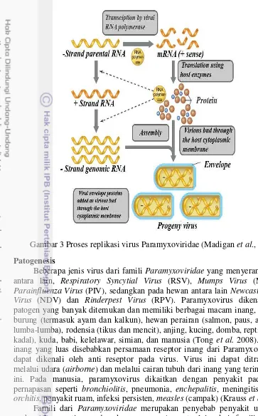 Gambar 3 Proses replikasi virus Paramyxoviridae (Madigan et al., 2012) 