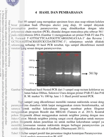 Gambar 5 Visualisasi hasil Nested PCR dari 3 sampel usap rectum kelelawar asal 