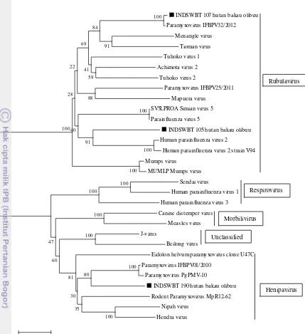 Gambar 6 Pohon filogenetik menggunakan metode Neighbor joining berdasarkan 