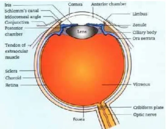 Gambar 3. Anatomi mata (Sumber: James, 2005).