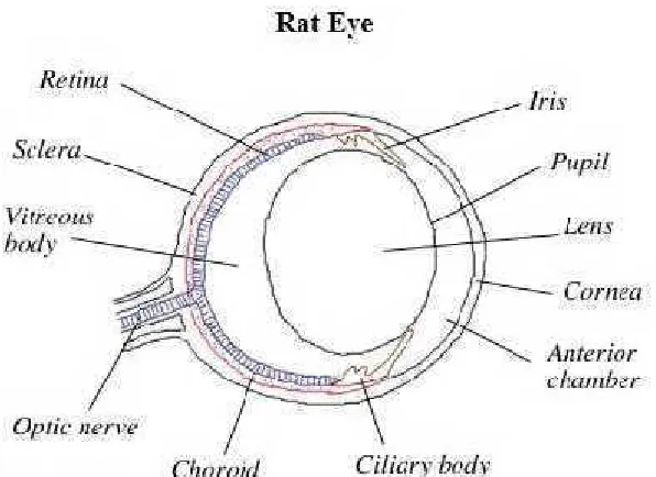 Gambar 5. Anatomi mata tikus (Sumber: Hanson, 2012).
