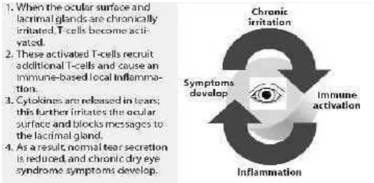 Gambar 7. Siklus inflamasi akibat paparan zat iritan secara kronik (Sumber:Wilson, 2013).