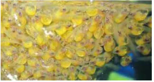 Gambar 3. Larva Ikan Gurame (Suryamina, 2014) 