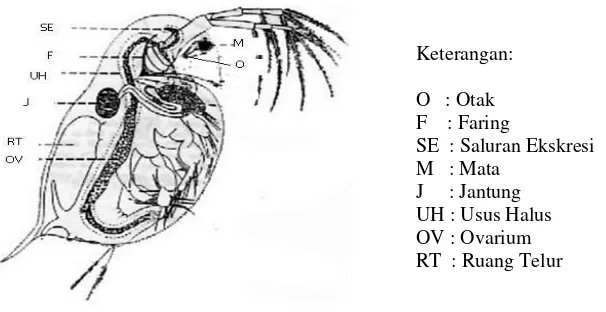 Gambar 4.  Morfologi Daphnia sp. (Mokoginta, 2003) 